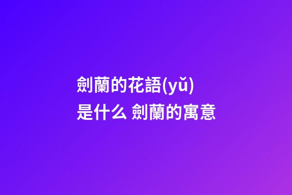劍蘭的花語(yǔ)是什么 劍蘭的寓意